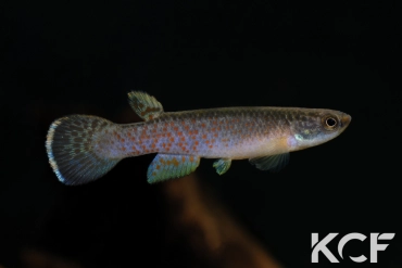 Cynodonichthys chucunaque Filo del Tallo PLL 08-02 male adulte 