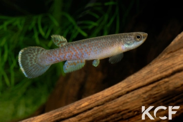 Cynodonichthys chucunaque Filo del Tallo PLL 08-02 male adulte 