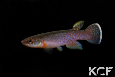 Cynodonichthys chucunaque Filo del Tallo PLL 08-02 male adulte 