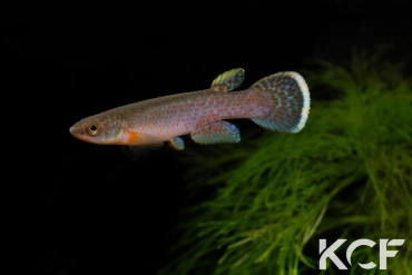 Cynodonichthys chucunaque Filo del Tallo PLL 08-02 male adulte 