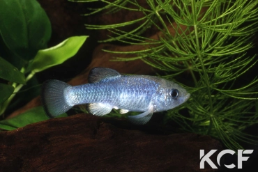 Cyprinodon nevadensis mionectes Big Spring male adulte 