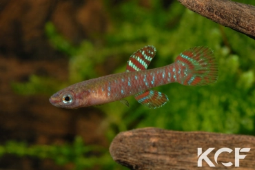 Diapteron abacinum GBG 92-10 male adulte 