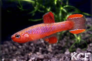 Diapteron fulgens  male adulte 