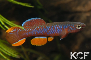 Diapteron fulgens Rivière Benaire LEC 93-07 male adulte 