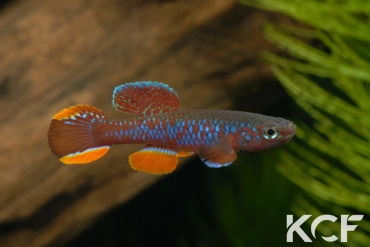 Diapteron fulgens Rivière Benaire LEC 93-07 male adulte 