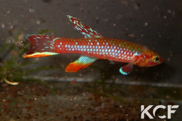 Diapteron georgiae  male adulte 