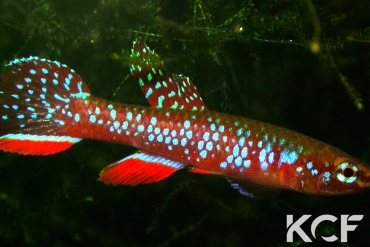 Diapteron georgiae  male adulte 