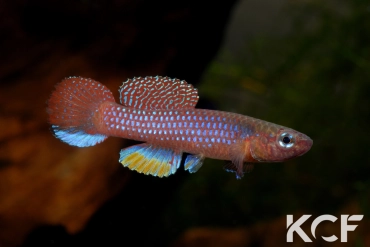 Diapteron georgiae Lolo 1 Basnière BDBG 04-15 male adulte 