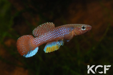 Diapteron georgiae Lolo 1 Basnière BDBG 04-15 male adulte 