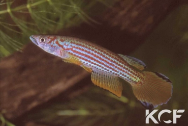 Epiplatys ansorgii Massana GJS 00-02 male adulte 