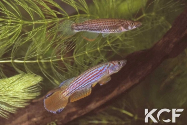 Epiplatys ansorgii Massana GJS 00-02 couple adulte 