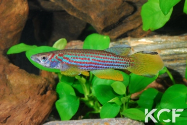 Epiplatys ansorgii Massana GJS 00-02 male adulte 
