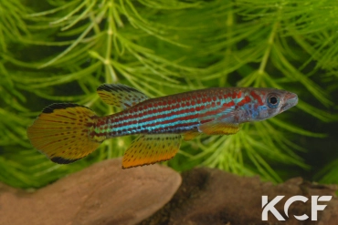 Epiplatys ansorgii Massana GJS 00-02 male adulte 