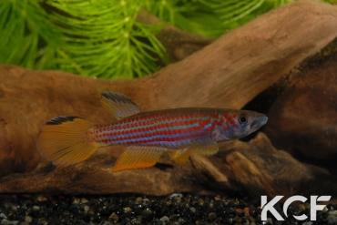 Epiplatys ansorgii Massana GJS 00-02 male adulte 