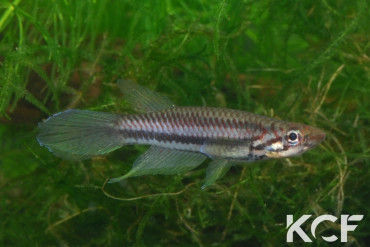 Epiplatys bifasciatus Bata male adulte 