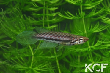 Epiplatys bifasciatus Bata male adulte 
