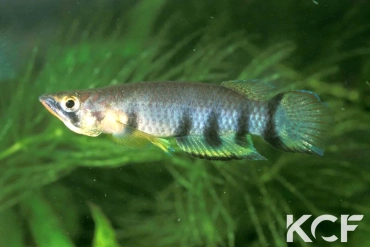 Epiplatys dageti  male adulte 