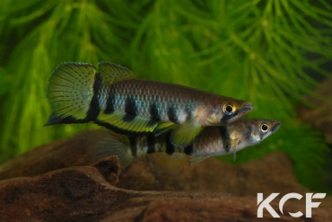 Epiplatys dageti monroviae  couple adulte 