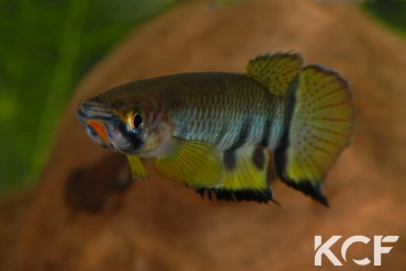 Epiplatys dageti monroviae  male adulte 