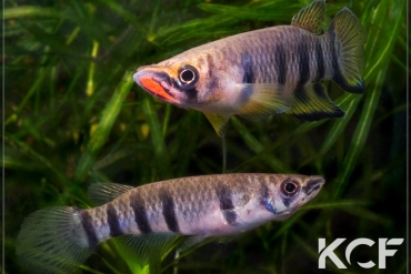 Epiplatys dageti monroviae  couple adulte 