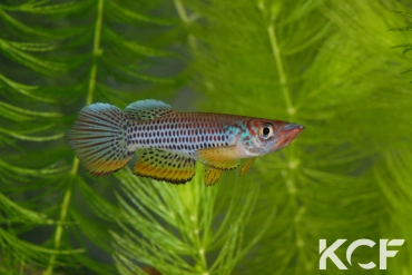 Epiplatys esekanus Mbanga CB 99-05 male adulte 
