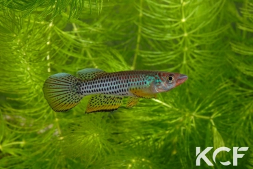 Epiplatys esekanus Mbanga CB 99-05 male adulte 