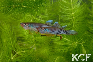 Epiplatys esekanus Mbanga CB 99-05 couple adulte 