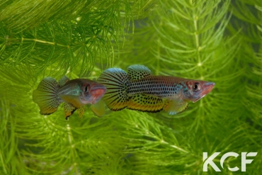 Epiplatys esekanus Mbanga CB 99-05 couple adulte 