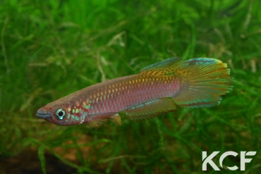 Epiplatys fasciolatus Coyah Manyah GM 97-17 male adulte 
