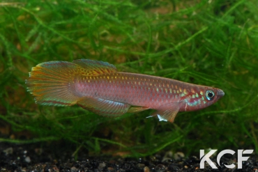 Epiplatys fasciolatus Coyah Manyah GM 97-17 male adulte 