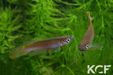 Epiplatys fasciolatus Coyah Manyah GM 97-17 couple adulte 