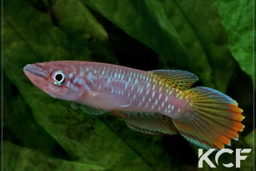 Epiplatys fasciolatus Coyah Manyah GM 97-17 male adulte 