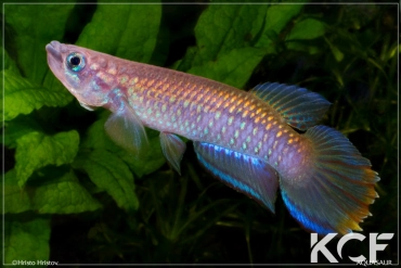 Epiplatys fasciolatus Malifu GCLR 06-29 male adulte 