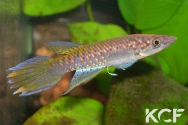 Epiplatys fasciolatus Bintimodia GCLR 06-20 male adulte 