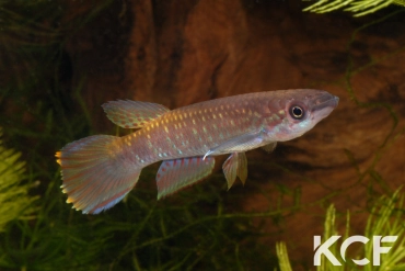 Epiplatys fasciolatus Malifu GCLR 06-29 male adulte 