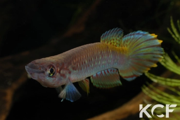 Epiplatys fasciolatus Malifu GCLR 06-29 male adulte 