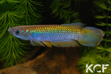 Epiplatys fasciolatus tototaensis Harbel male adulte 