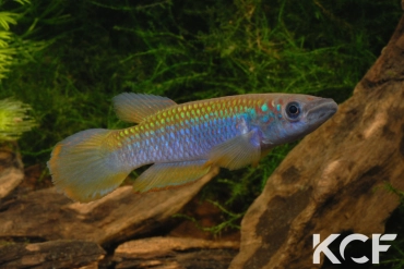 Epiplatys fasciolatus tototaensis Harbel male adulte 