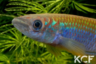 Epiplatys fasciolatus tototaensis Harbel male adulte 