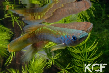 Epiplatys fasciolatus tototaensis Harbel couple adulte 