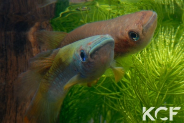 Epiplatys fasciolatus tototaensis Harbel couple adulte 