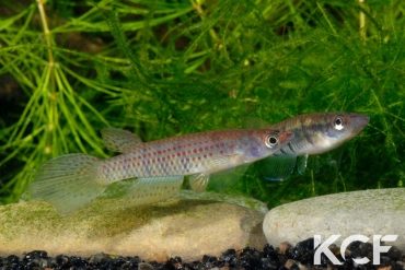 Epiplatys grahami Mouanko ADGP 11-35 couple adulte 