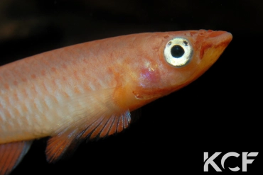 Epiplatys grahami Mouanko ADGP 11-35 male adulte 