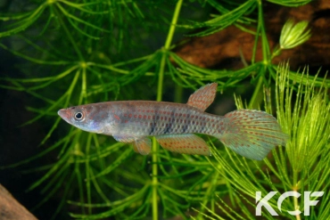 Epiplatys grahami Mouanko ADGP 11-35 male adulte 