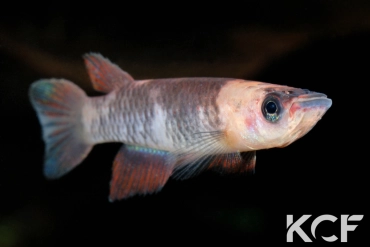 Epiplatys grahami Mouanko ADGP 11-35 male adulte 