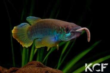 Epiplatys guineensis  male adulte 