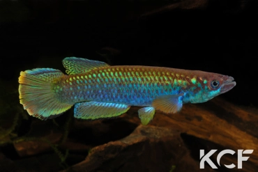 Epiplatys guineensis Pütz male adulte 