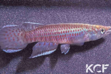 Epiplatys hildegardae Lola GRC 90-174 male adulte 