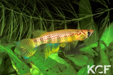 Epiplatys huberi 25km N