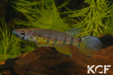 Epiplatys huberi Mandilou GEM 06-06 male adulte 